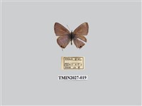 藏品(豆波灰蝶)的圖片